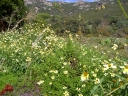 Bidens aurea