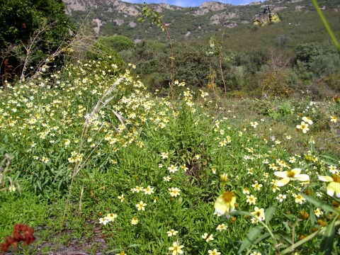 Bidens aurea