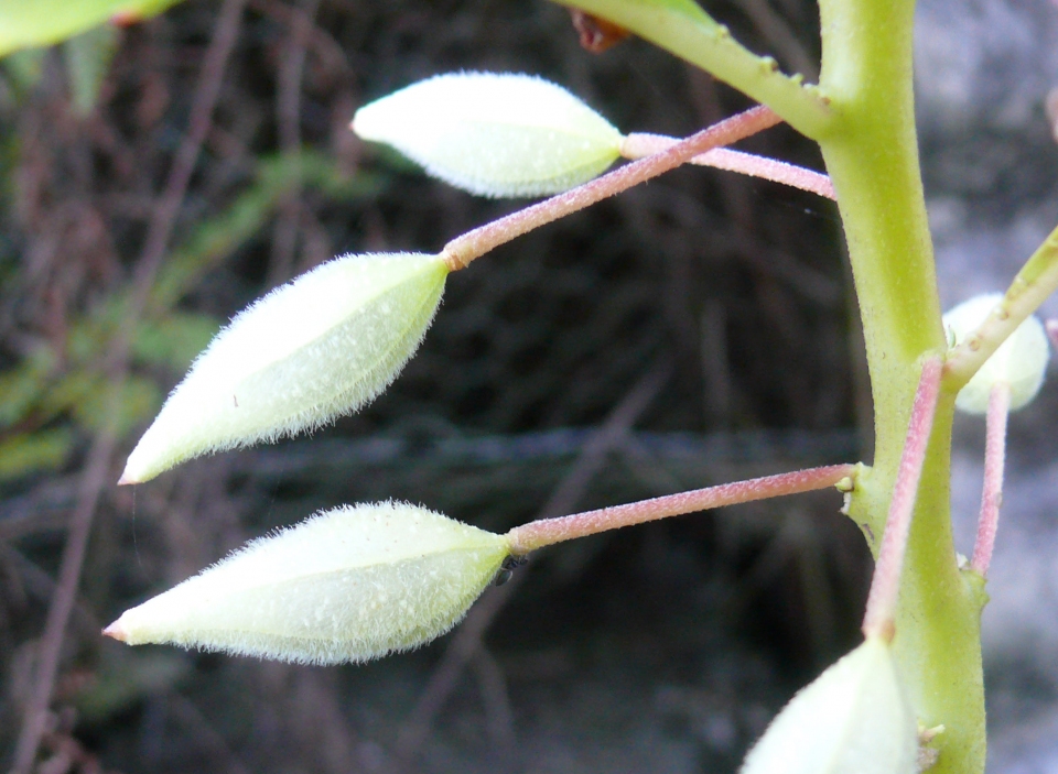 Impatiens balsamina