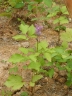 Astilbe rubra