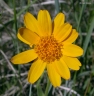 Arnica fulgens