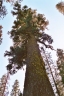Abies magnifica