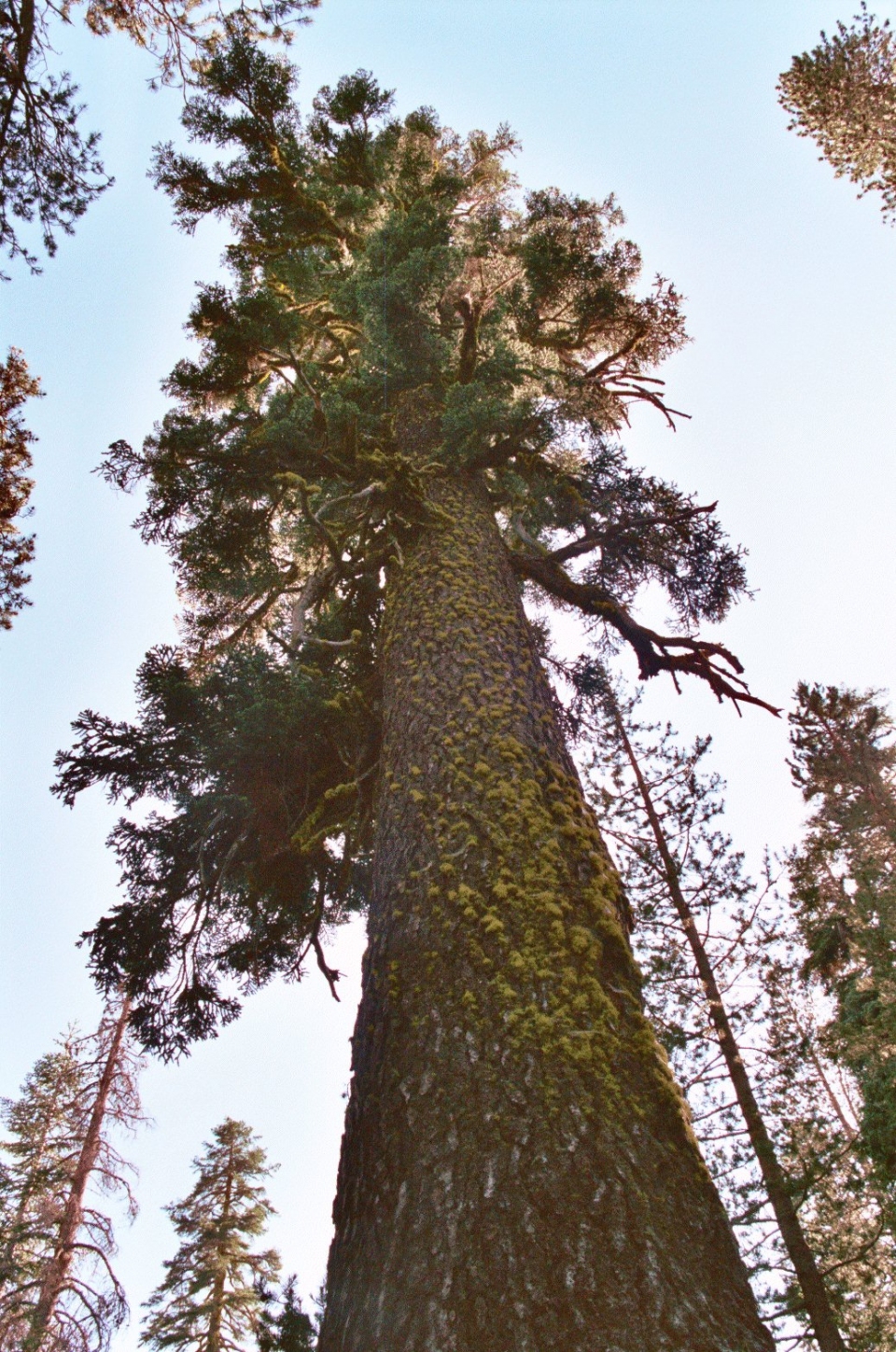 Abies magnifica