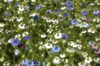 Nigella sativa
