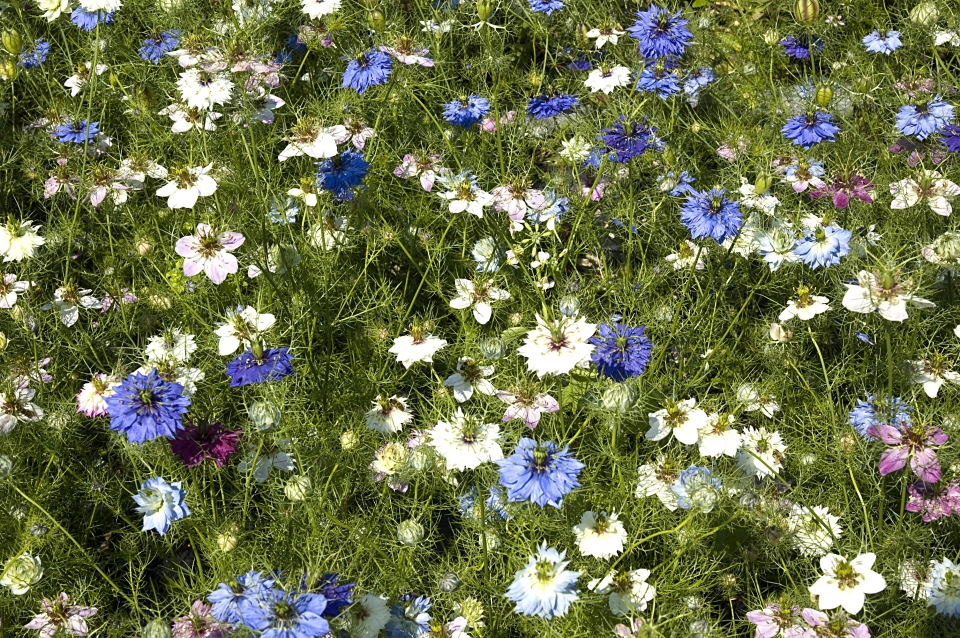 Nigella sativa