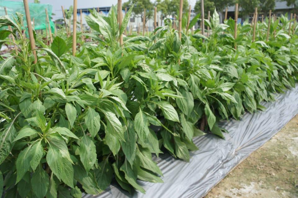 Celosia argentea