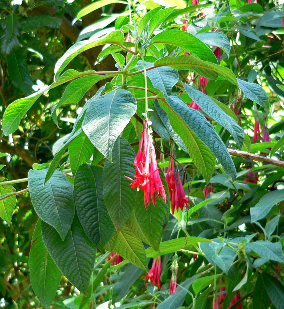 Fuchsia boliviana