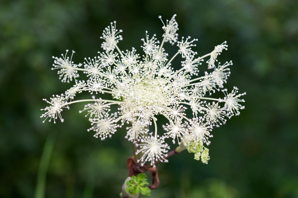 Angelica pubescens