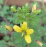 Cleome viscosa