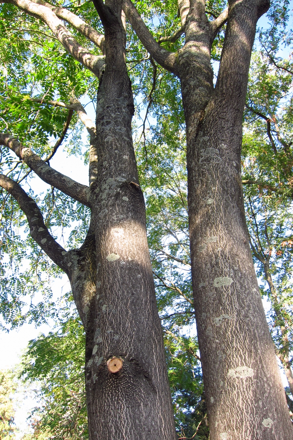 Ailanthus altissima