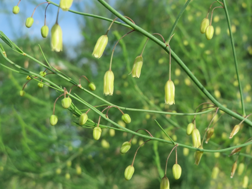 Asparagus officinalis