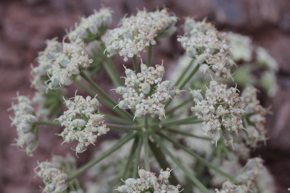 Athamanta sicula