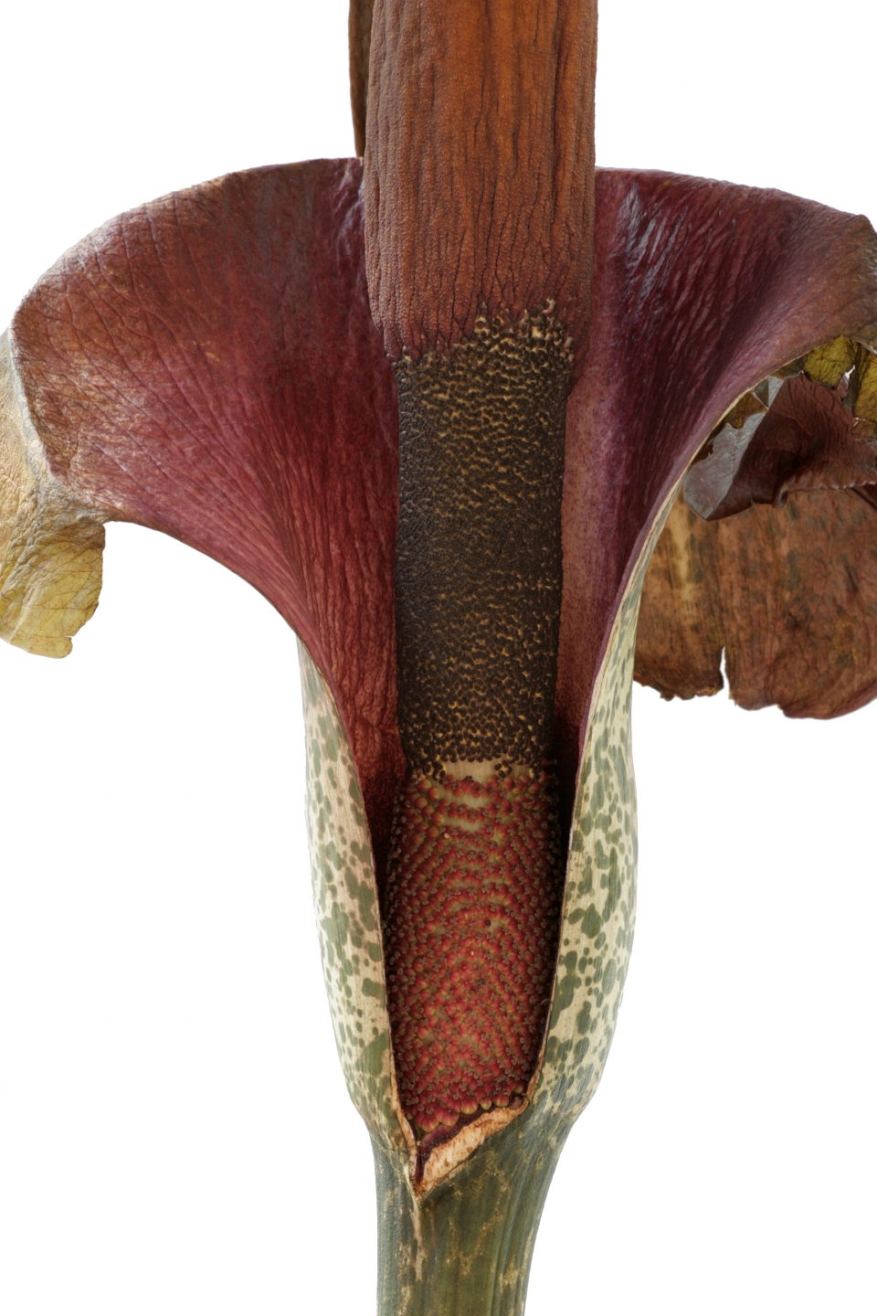 Amorphophallus konjac