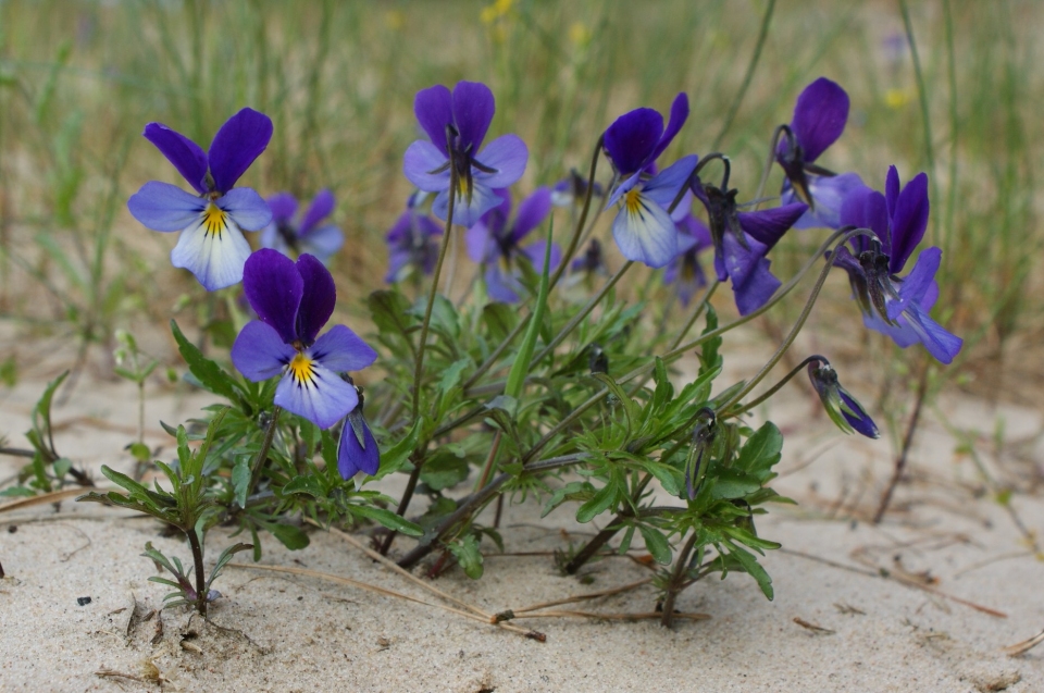 Viola tricolor