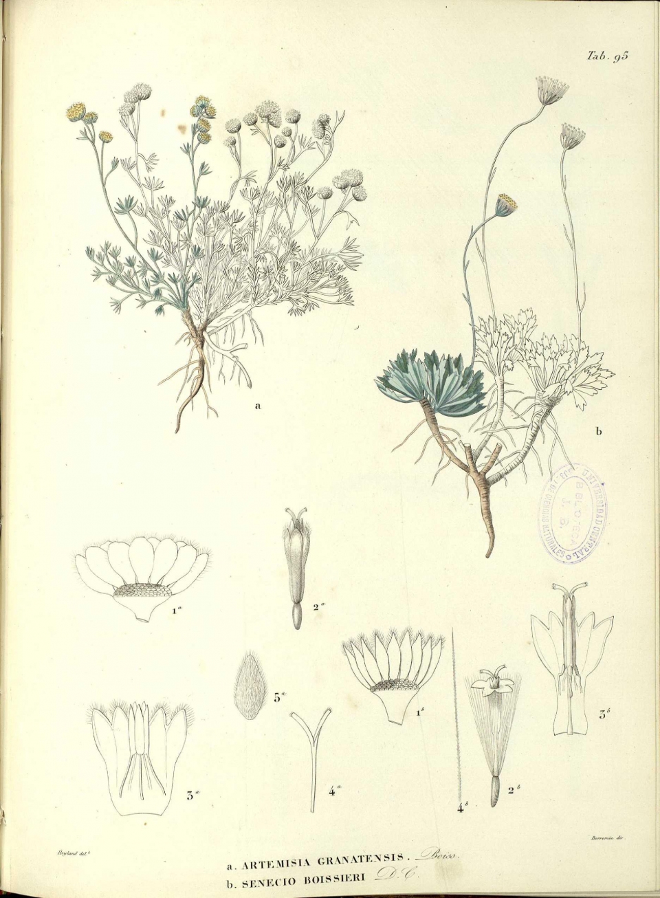 Artemisia granatensis