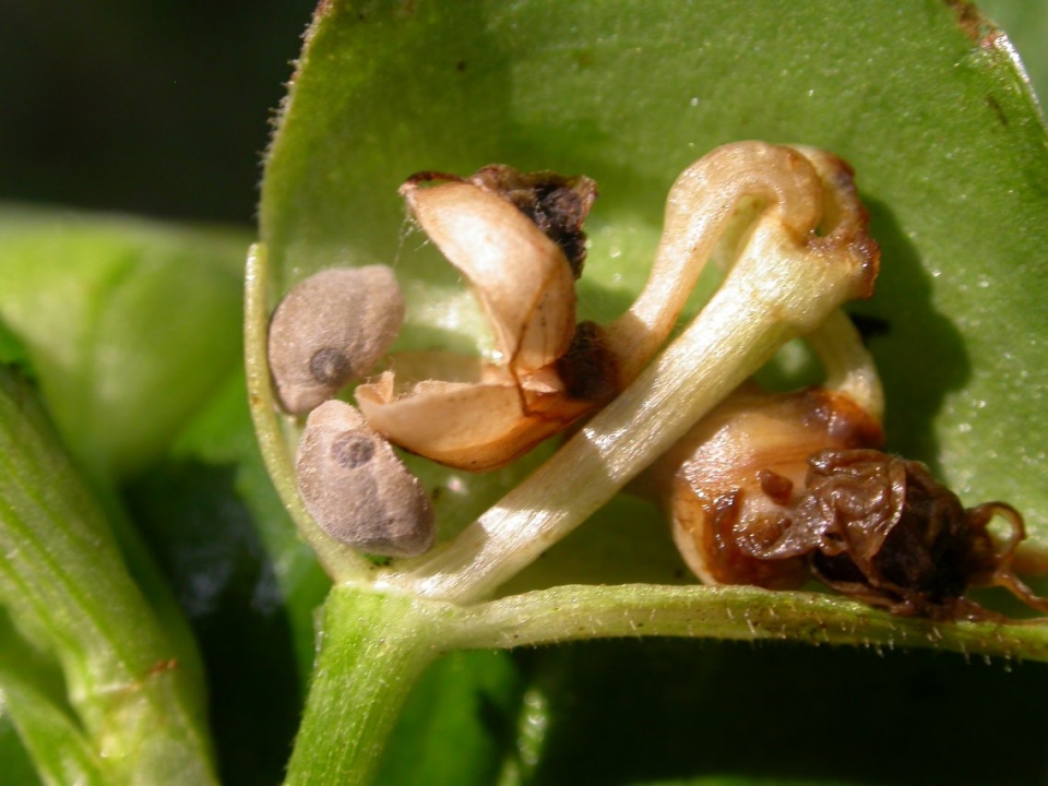 Commelina erecta