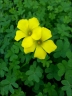 Oxalis pes-caprae