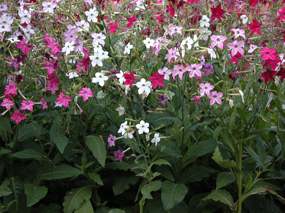 Nicotiana alata