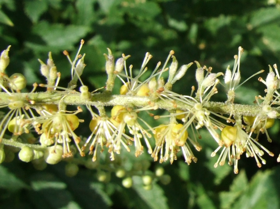 Actaea europaea