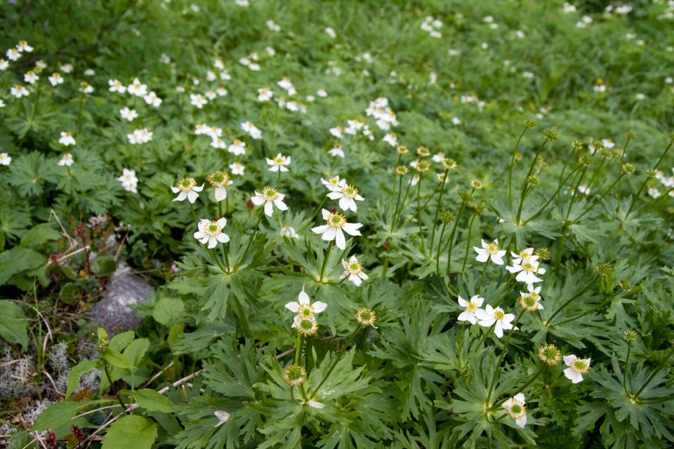 Anemone narcissiflora