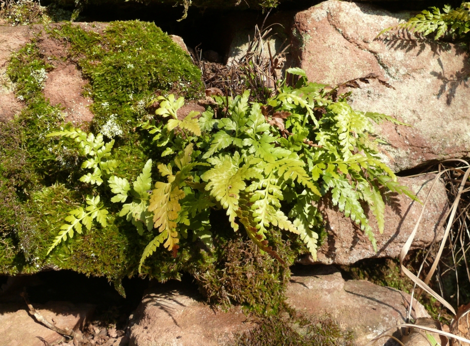 Asplenium adiantum-nigrum