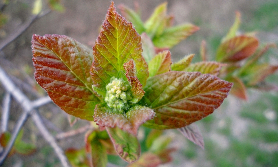 Acer tataricum