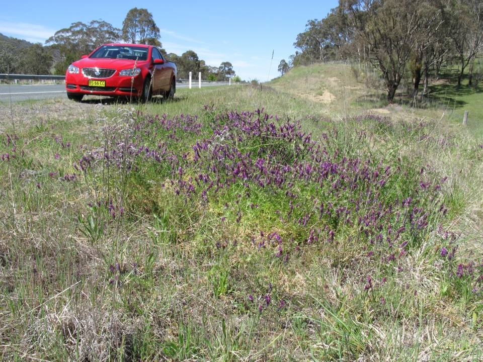 Vicia villosa