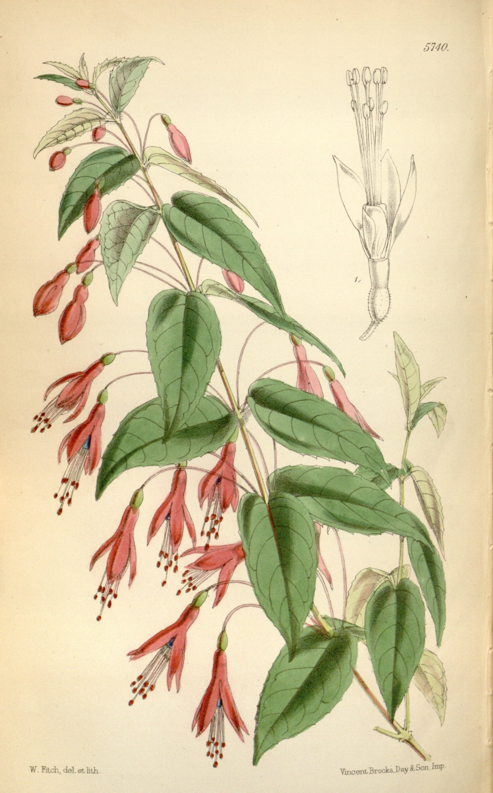 Fuchsia coccinea