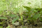 Arum maculatum