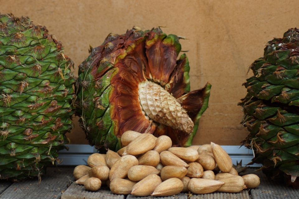 Araucaria bidwillii