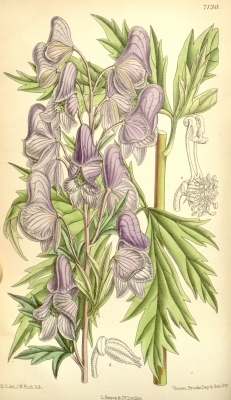 Aconitum fischeri