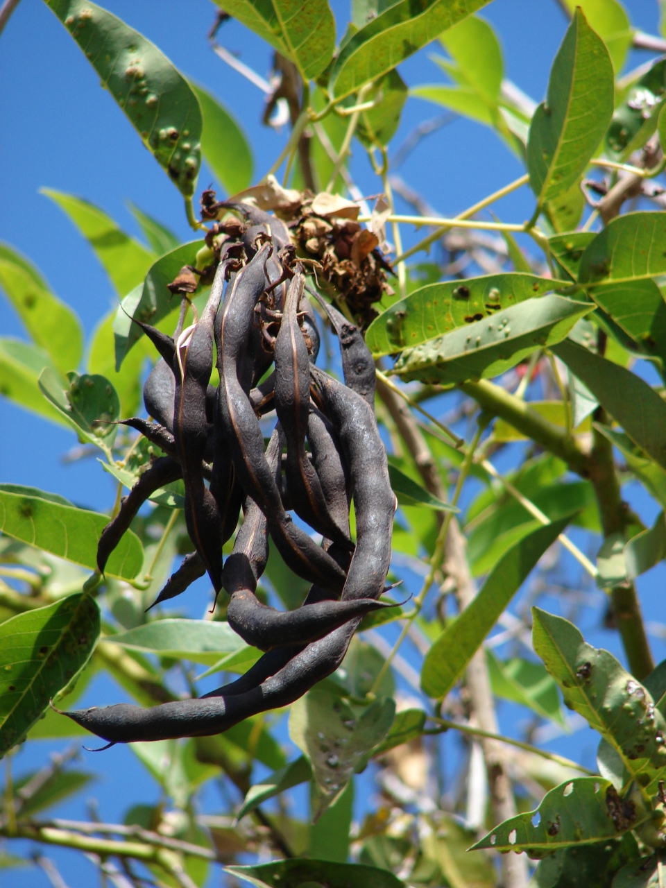 Erythrina crista-galli