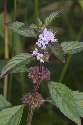 Mentha canadensis