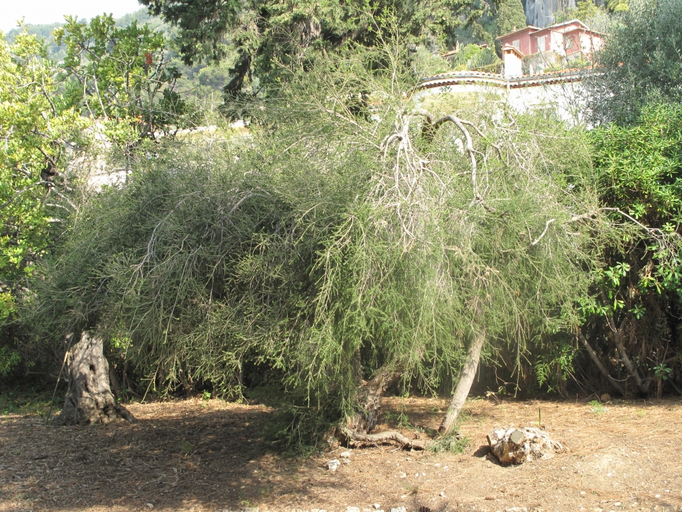 Melaleuca alternifolia