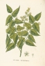 Ailanthus altissima