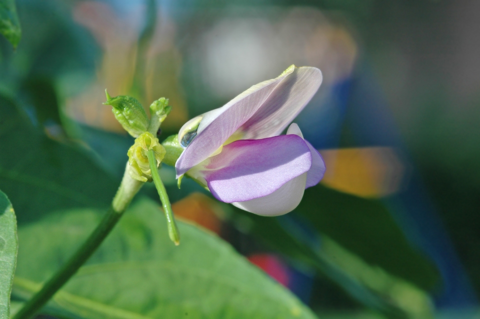 Vigna unguiculata sesquipedalis