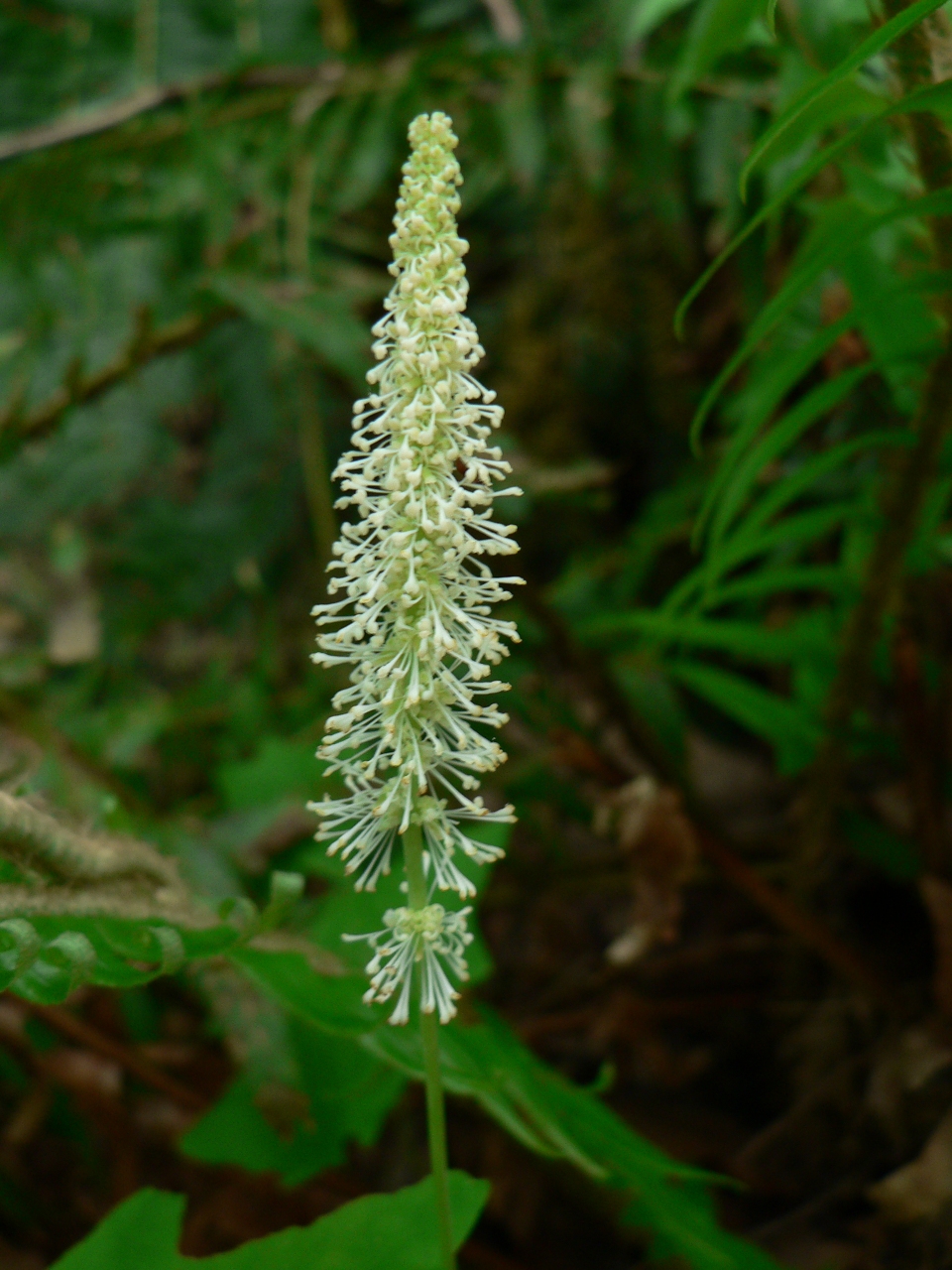 Achlys triphylla