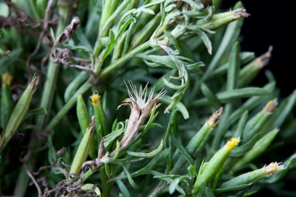 Tagetes filifolia