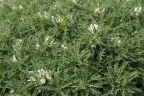 Astragalus massiliensis