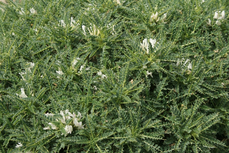 Astragalus massiliensis