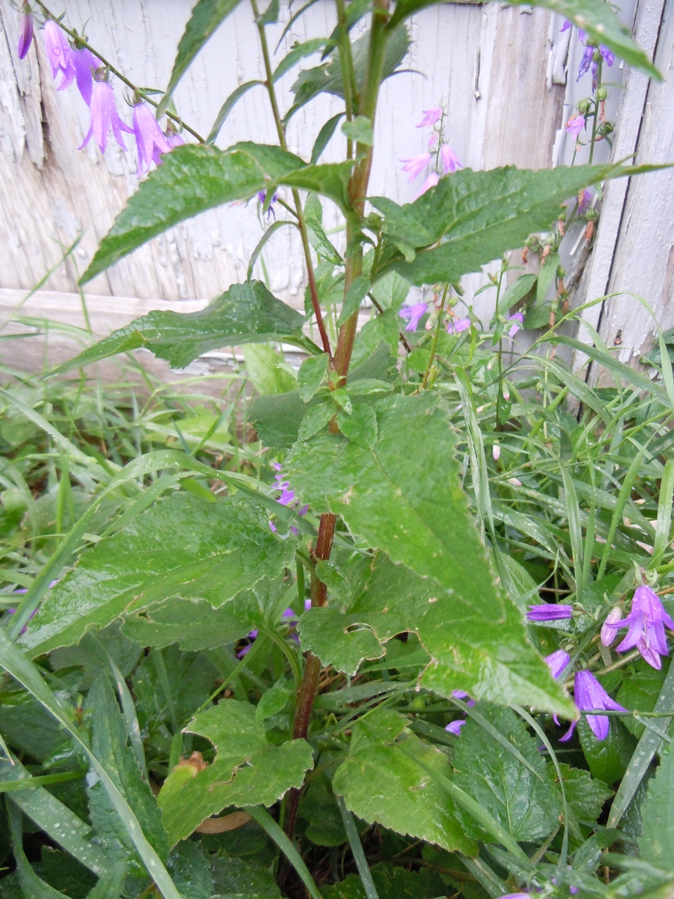 Campanula rapunculoides Images - Useful Tropical Plants