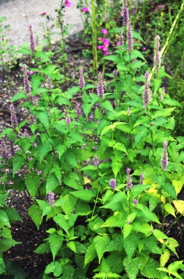 Agastache mexicana