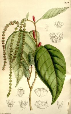 Alnus nitida