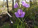 Thysanotus tuberosus