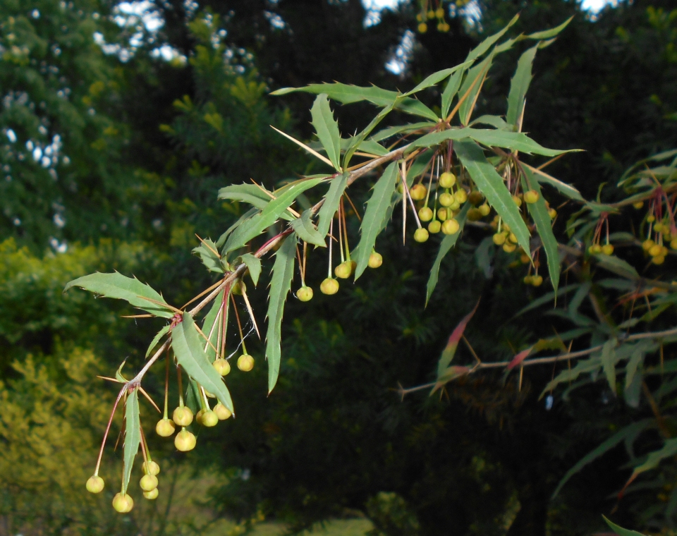 Berberis gagnepainii