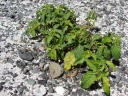 Solanum americanum