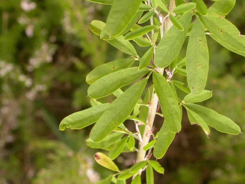 Lespedeza cuneata