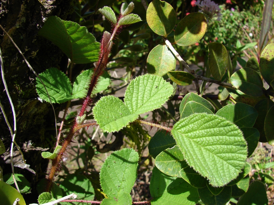 Rubus ellipticus