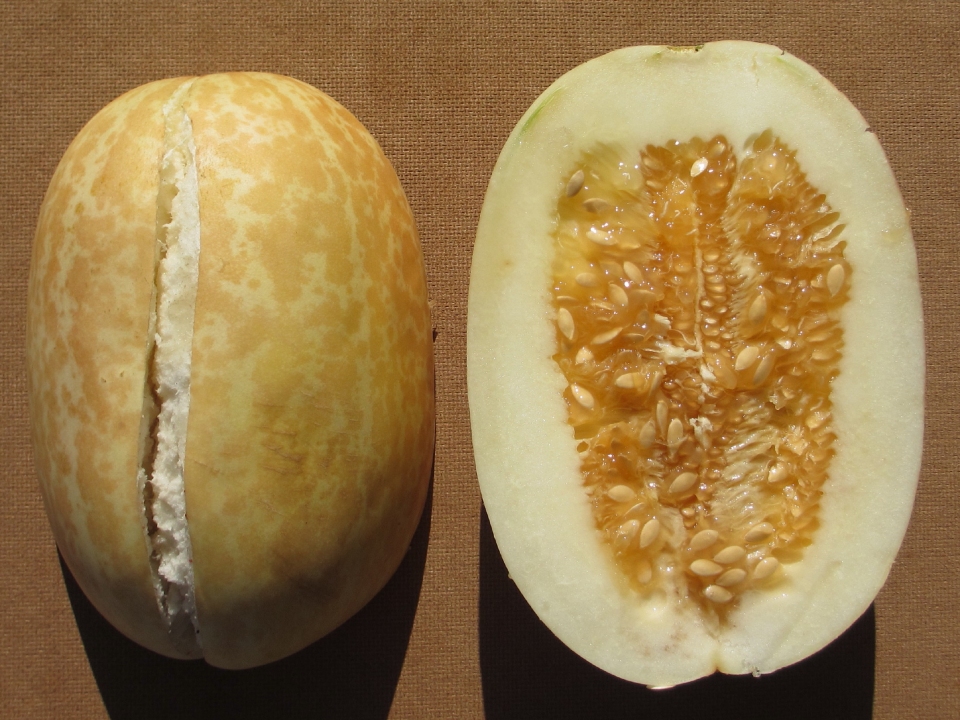 Cucumis melo momordica