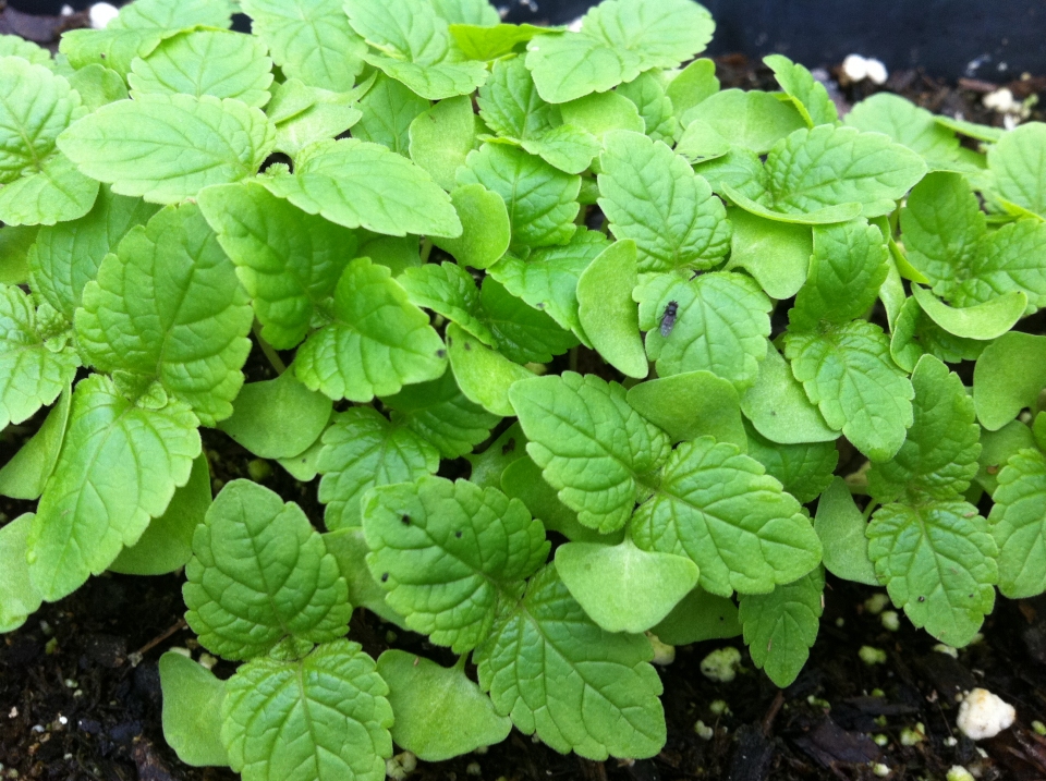 Salvia hispanica